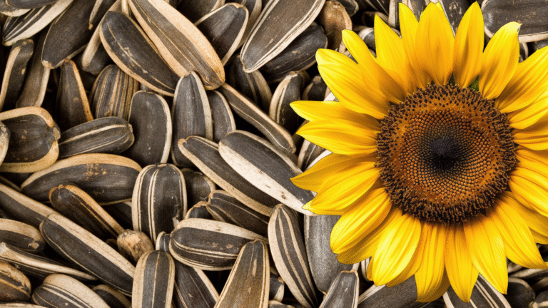 Sunflower Seeds